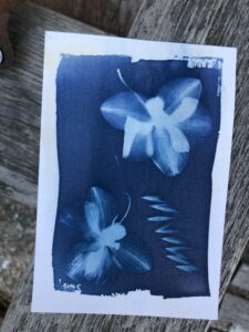 cyanotype 3