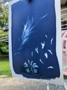 cyanotype 4