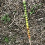 land art 5